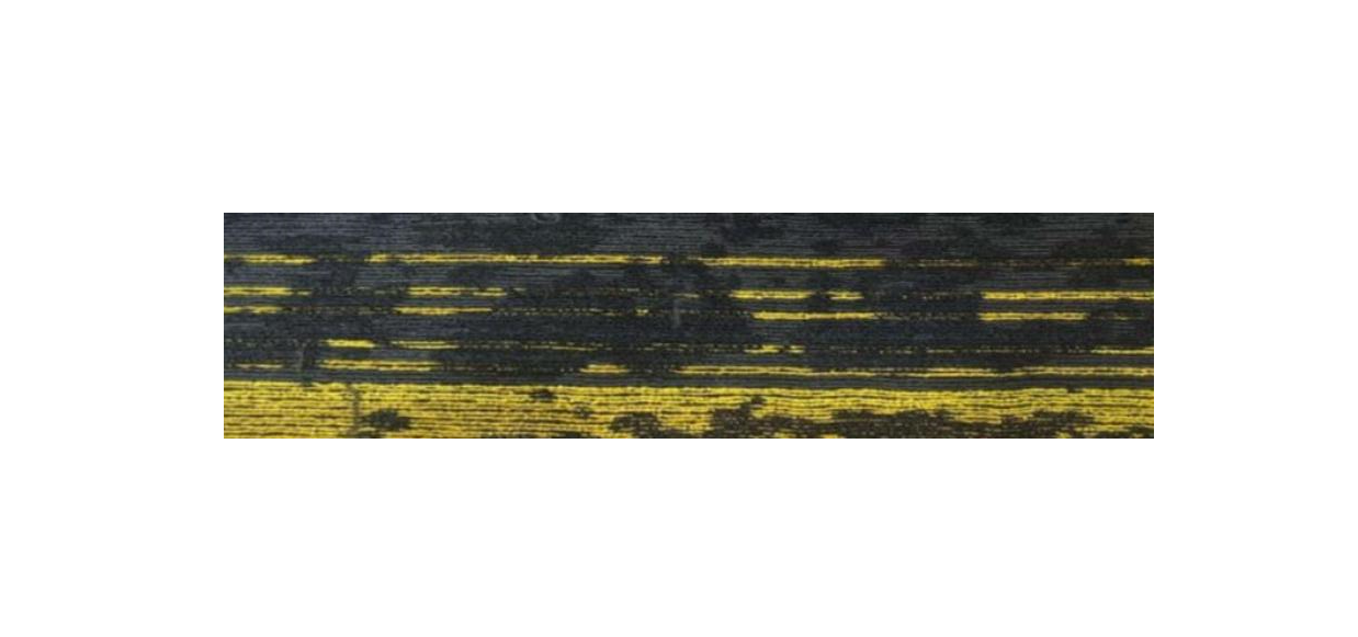 Belgrade-5004A-Yellow